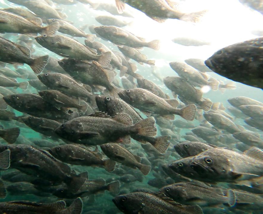 魚體標準
