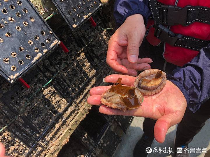 吃出口級(jí)海帶長大！“國鮑1號(hào)”上可養(yǎng)120噸類野生鮑魚