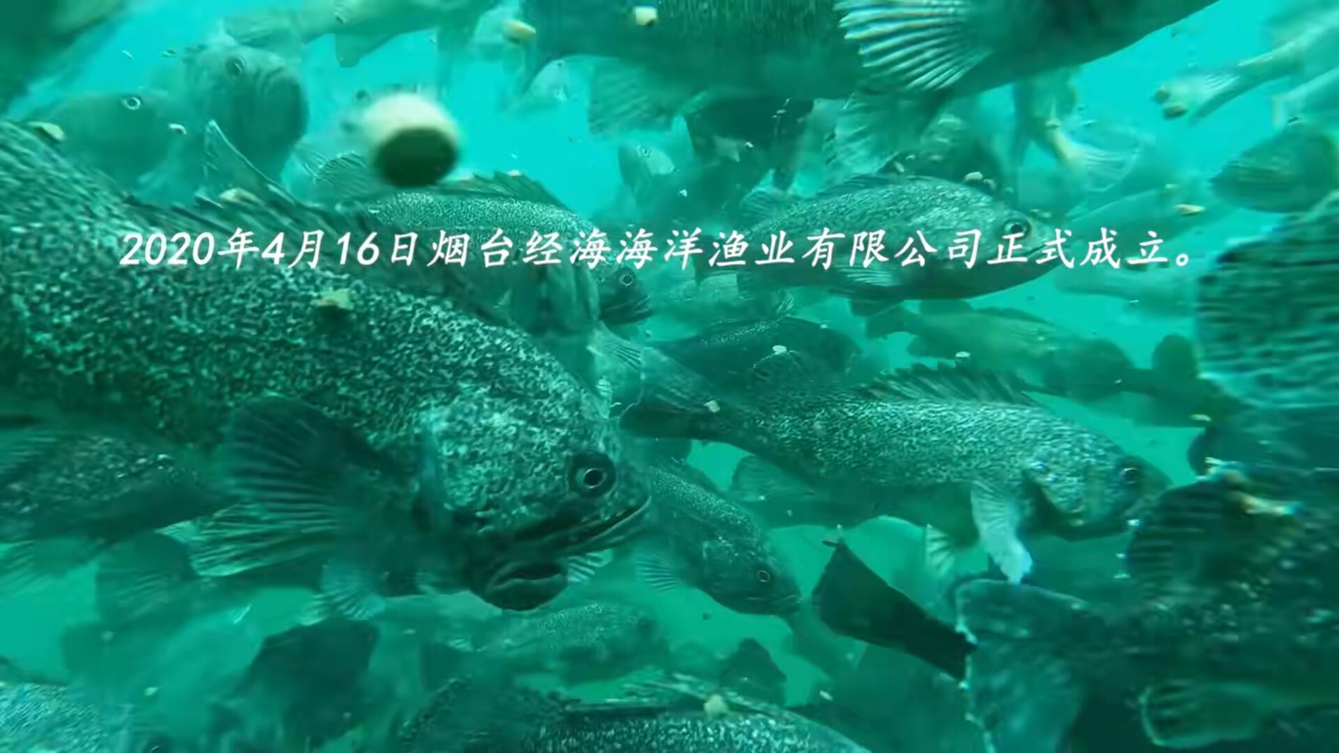 同舟四載，藍海揚帆！慶祝經海漁業成立四周年！